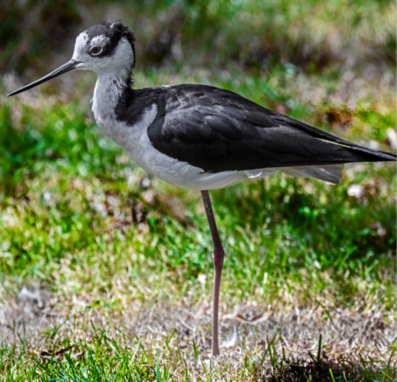 l'avocette